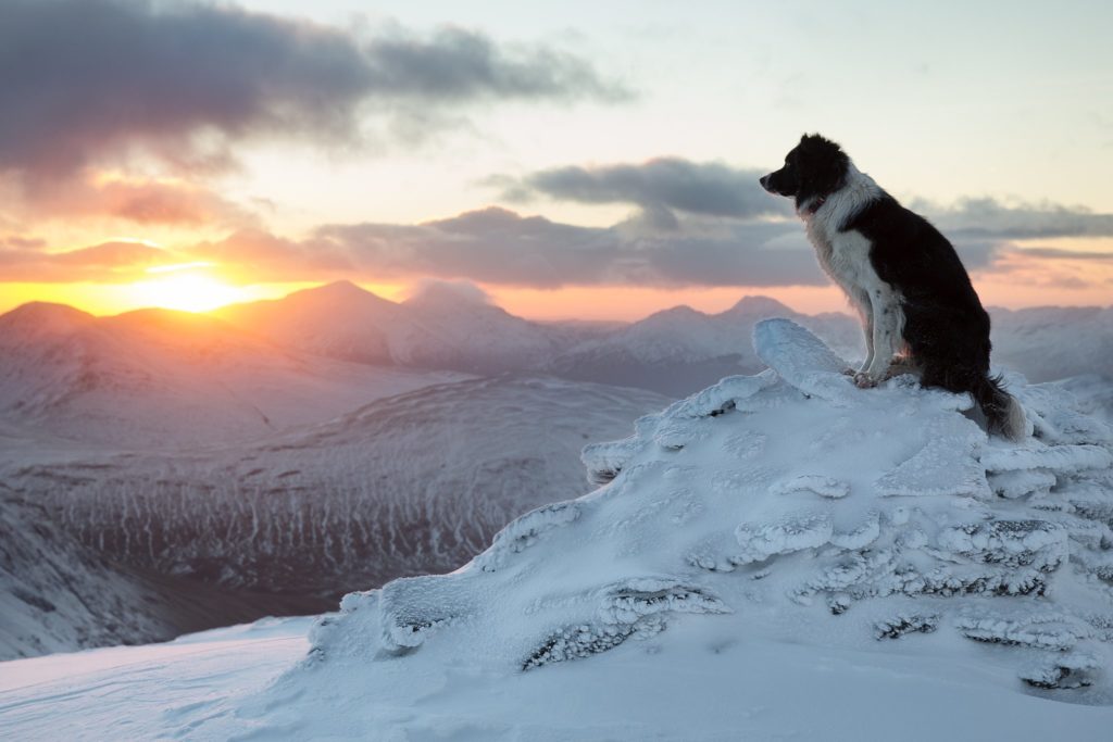 Border Collie sitting on snow covered mountains watching a sunset