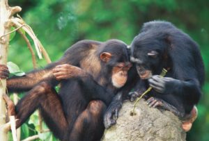 Chimps poking at an ant hill with a stick